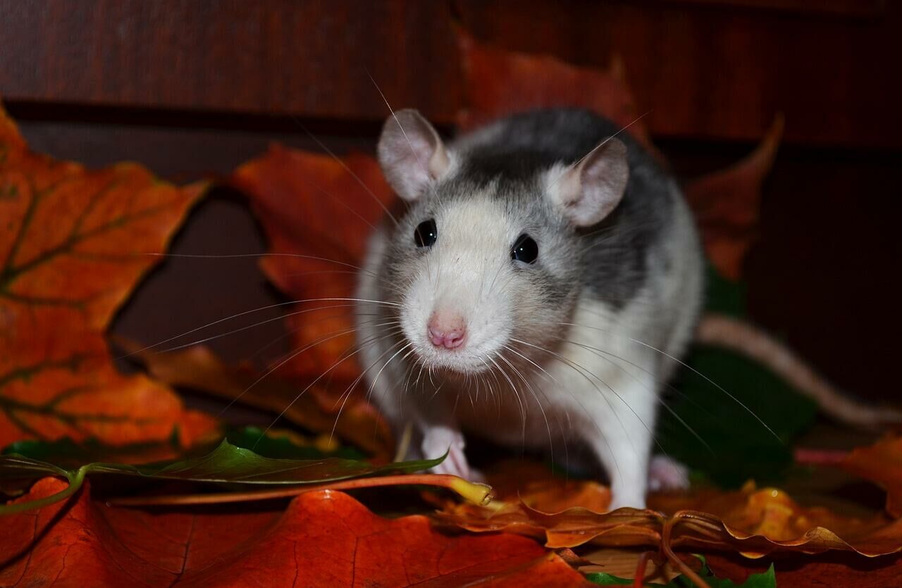 Imagem do Rato Twister